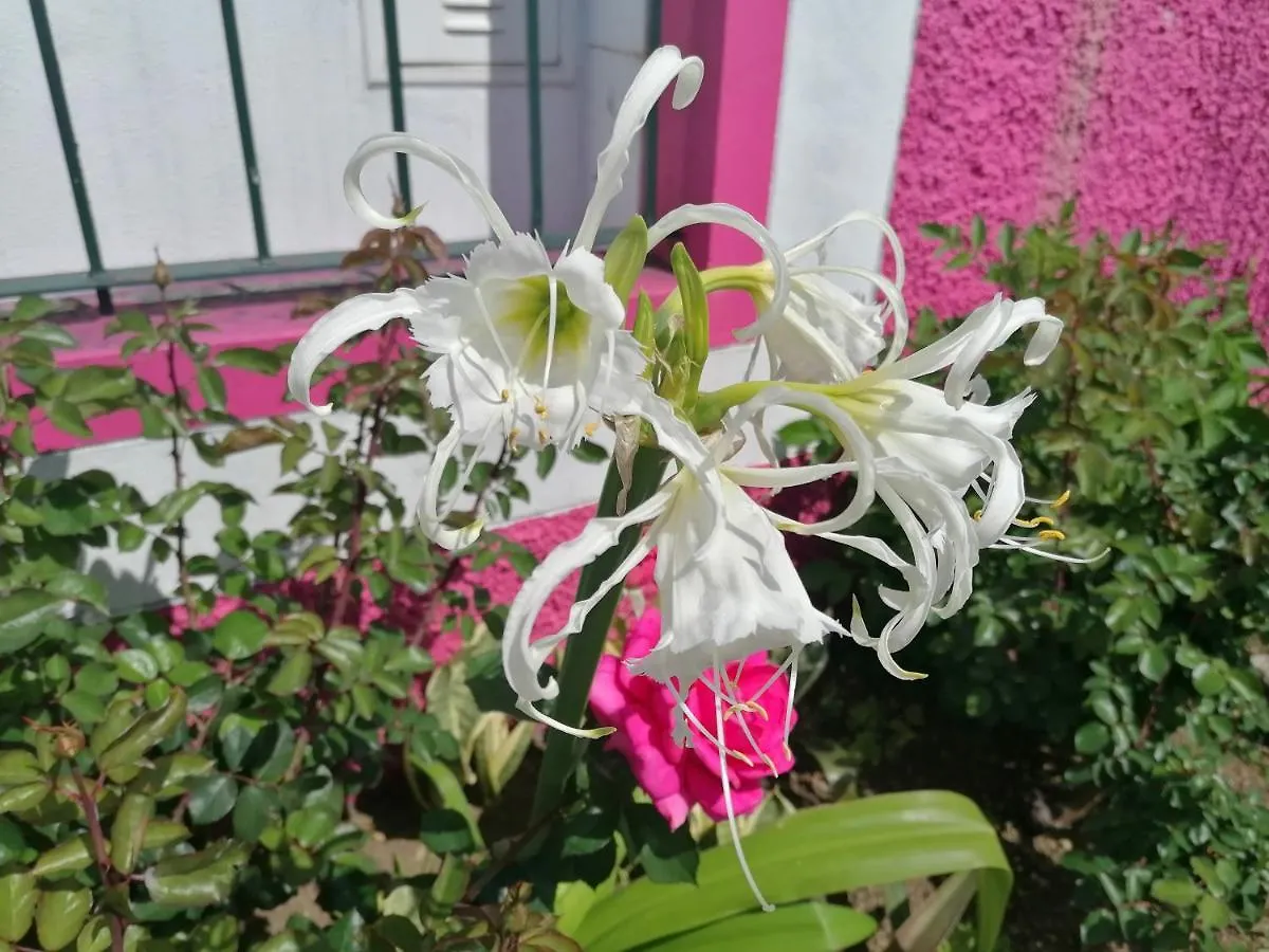 Westerland House Ribeira Brava Villa