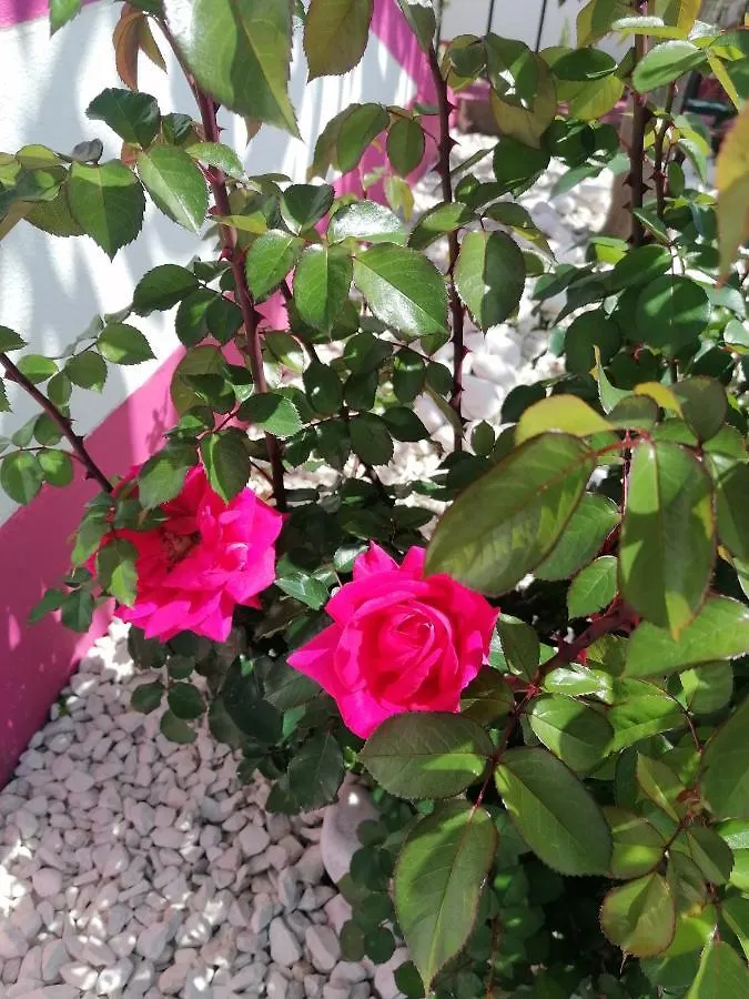 Westerland House Ribeira Brava Villa
